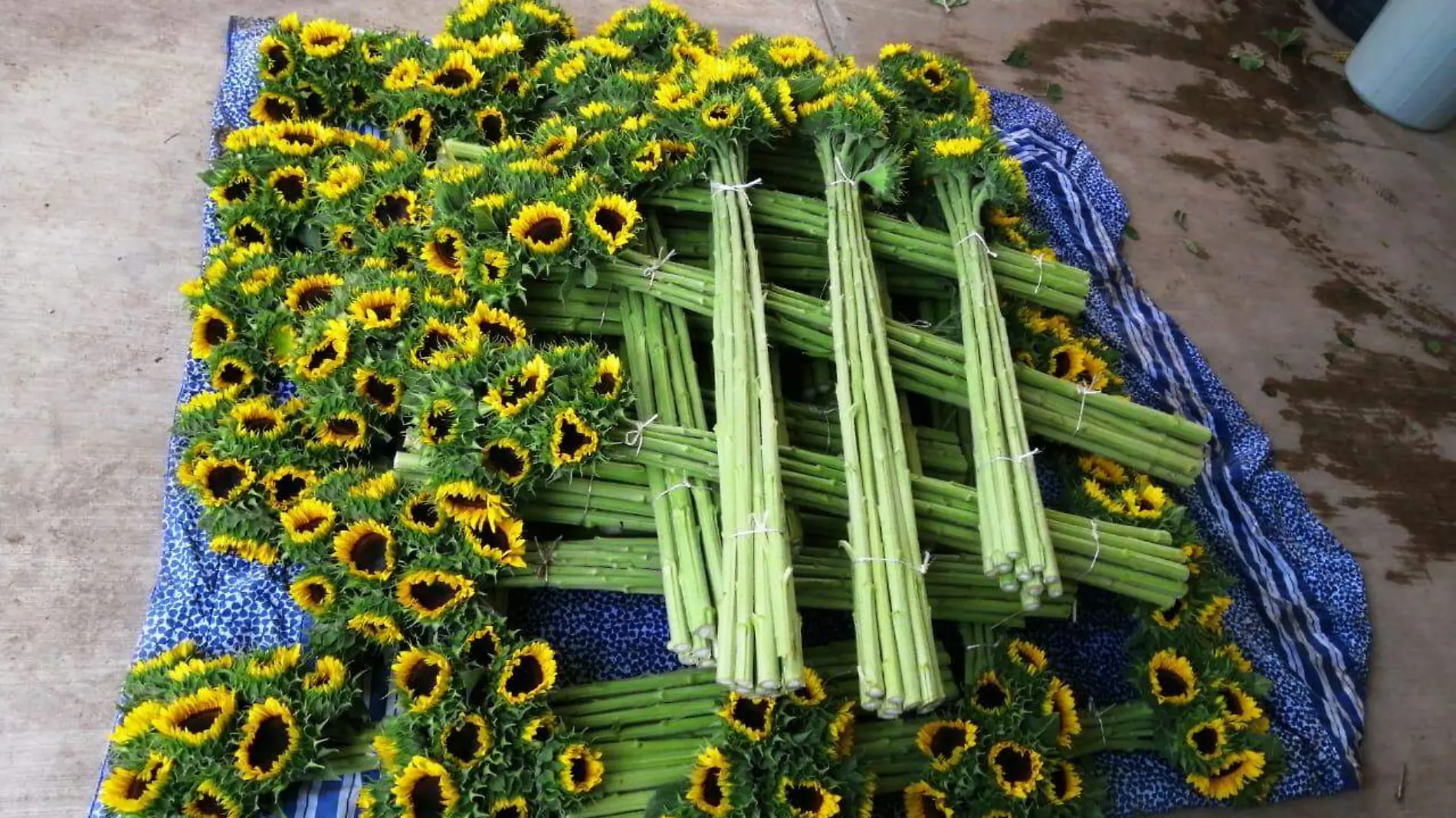 En la comunidad de El Organal se impulsó por primera vez la producción de girasoles con